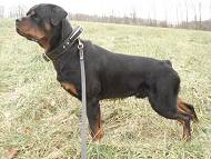 Rottweiler dog collar