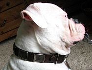 breed american bulldog dog collar