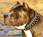 Pit bull dog collar with spikes and studs