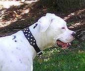 American Bulldog Leather Studded Dog Collar 