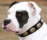 Dog Leather Collar