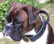 boxer dog collar