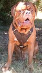 Leather Dog Harness Perfect For Your Mastiff