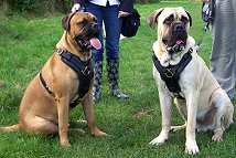 bullmastiff dog harness