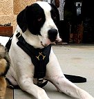 Great Dane dog harness