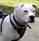 American bulldog dog harness