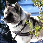 Akita dog harness