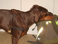 doberman leather dog harness
