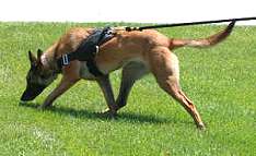 Malinois dog harness