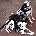 Dalmatian dog harness
