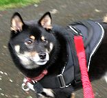 Shiba dog harness