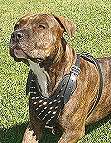 American PitBull Terrier spiked leather dog harness