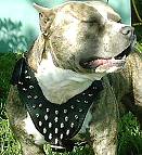 Spiked Walking dog harness