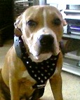 pit bull dog harness spiked fashion look