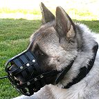 Akital dog muzzle