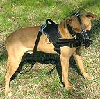 Pit bull dog harness