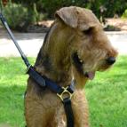 dog harness Airedale Terrie