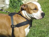 Amstaff dog harness