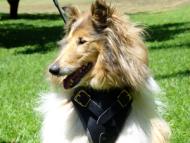 Collie Dog Harness