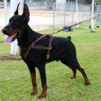 Doberman leather dog harness