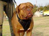 Attack Leather Dog Harness for Dogue De Bordeaux