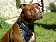 pit bull dog harness