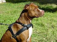 Agitation Leather Dog Harness For Pitbull