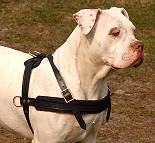 Leather Dog Harness For American Bulldog