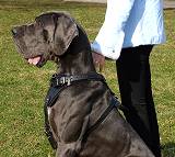 dog harness for Great Dane