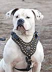 American Bulldog dog harness