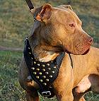 Pitbull dog harness