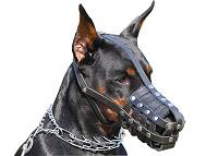 Doberman muzzle