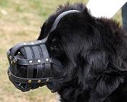 Newfoundland dog muzzle