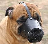 Bullmastiff Leather dog muzzle