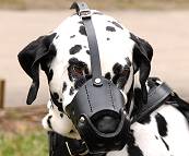 Dalmatian Leather dog muzzle