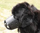 Newfoundland Leather dog muzzle