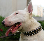 Bull Terrier Leather Spiked and Studded Dog Collar Adjustable