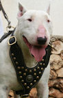 Bull Terrier leather dog harness