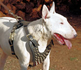Bull Terrier dog leather spiked harness
