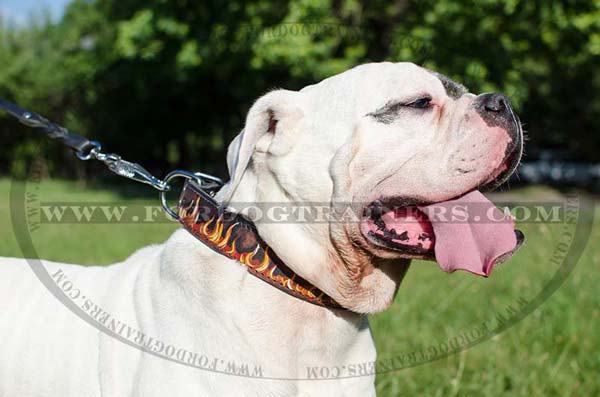 Designer Leather American Bulldog Collar