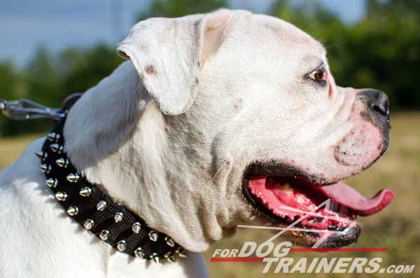 Spiked Nylon American Bulldog Collar 