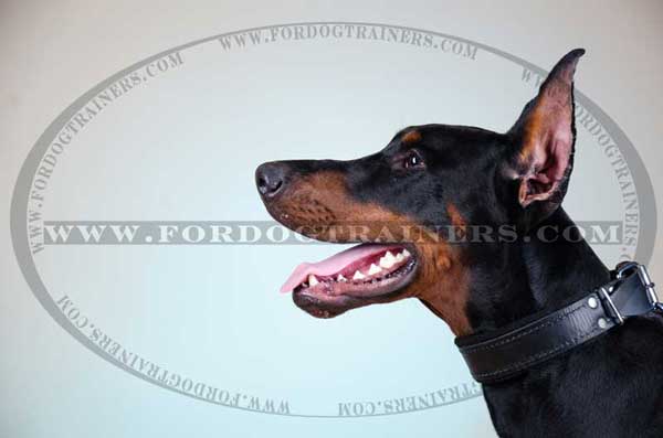 Padded Collar for Doberman Training