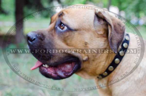 Leather Cane Corso Collar with circles