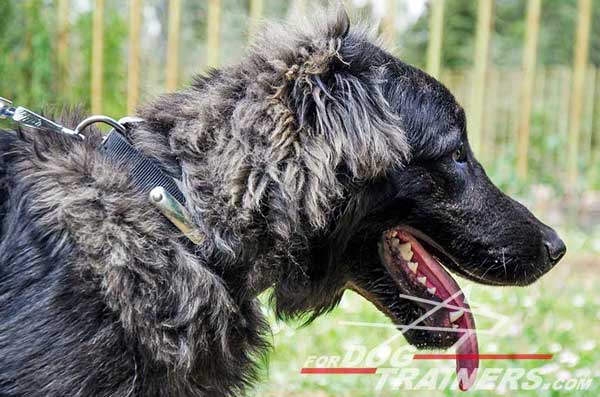 Durable Caucasian Shepherd Collar Nylon with Identification Plate