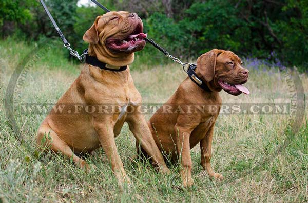 Leather Dogue de Bordeaux Collar with Name Plate