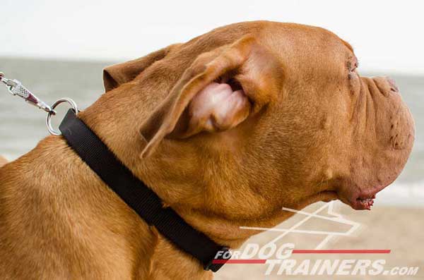 Classic Nylon Dogue de Bordeaux Collar with Solid Quick Release Buckle