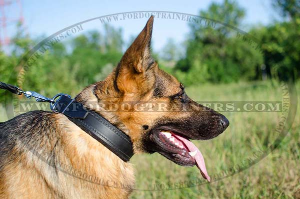 Training German Shepherd Collar