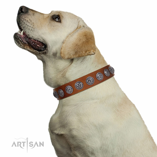 Tan Labrador Collar of Soft Leather for Comfortable Walks