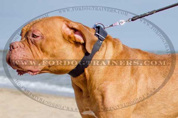 Dogue-de-Bordeaux Easy Handling Collar