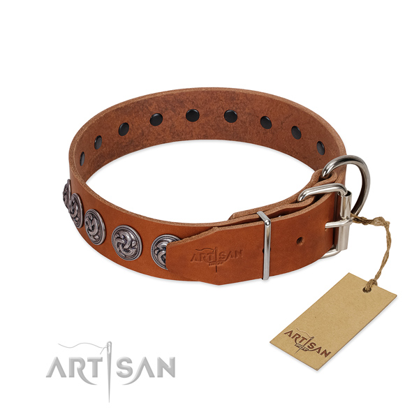 Waxed and Oiled Leather Dog Collar with Chrome-p
lated Fittings